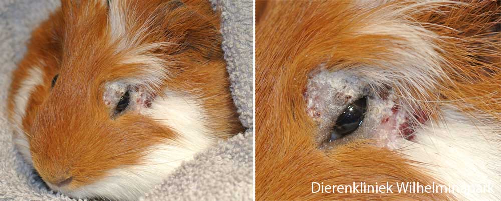 Een cavia met een korsterige plek boven het oog - verdacht van schimmel